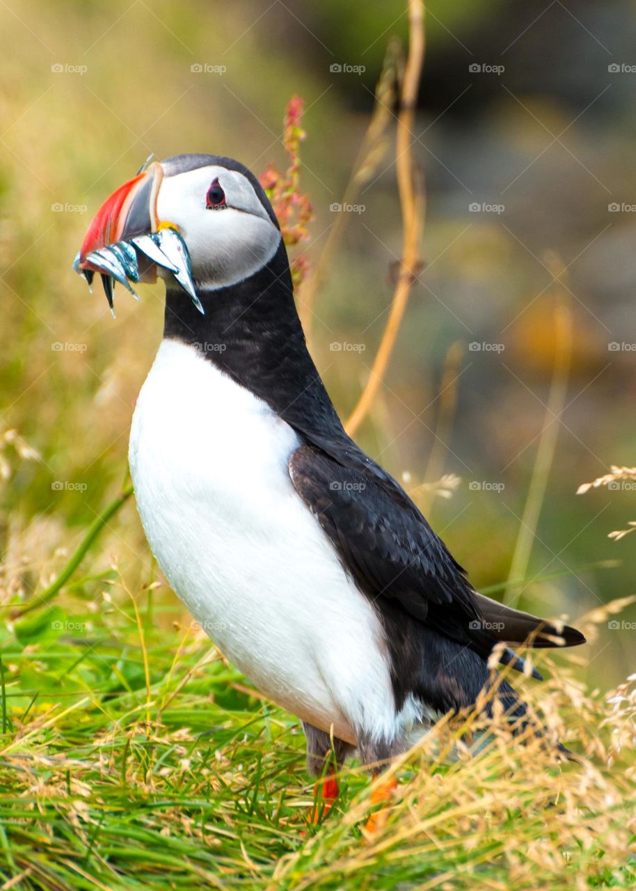Puffin with some fish at the beak