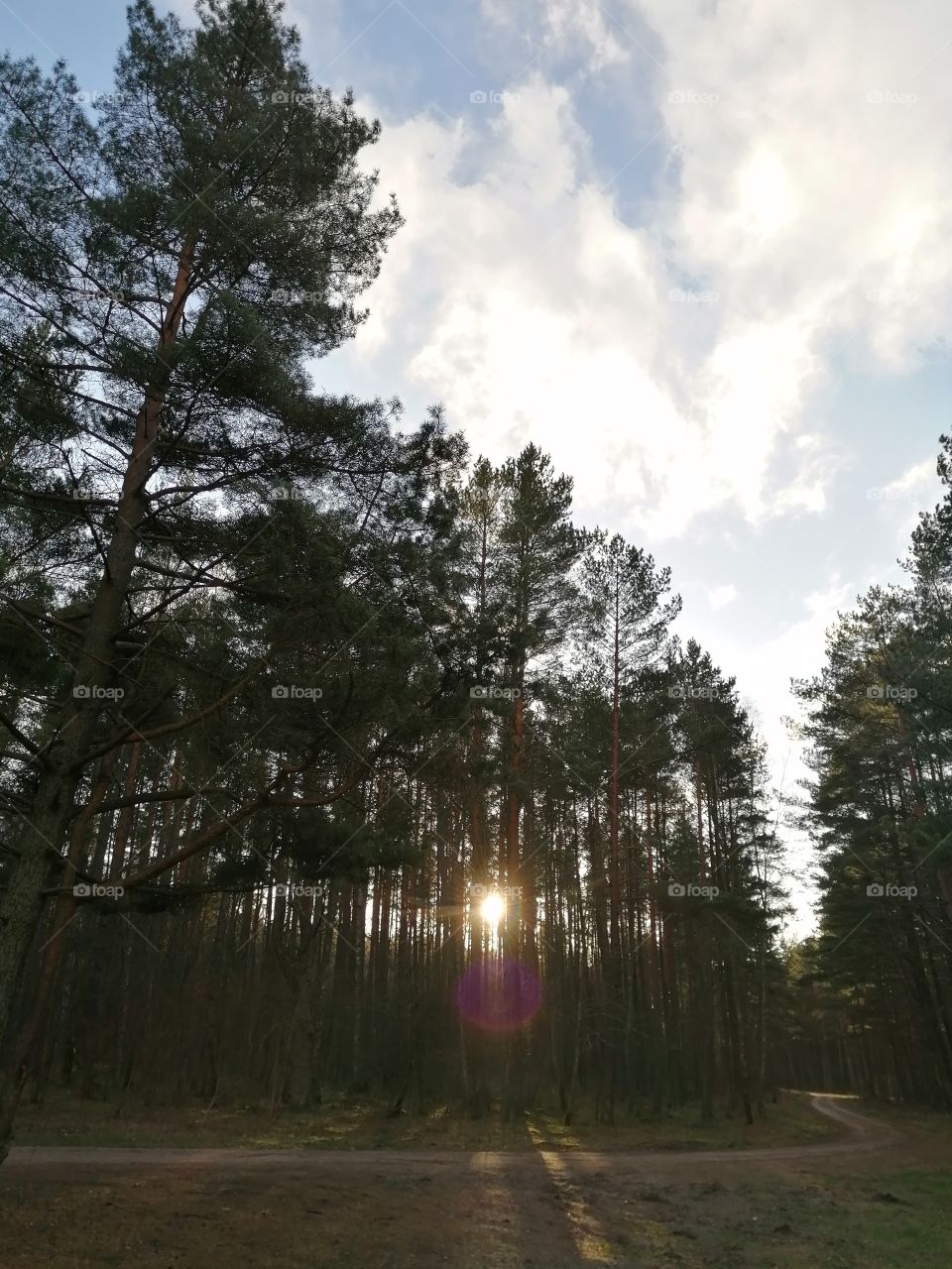 Sunlight through the forest