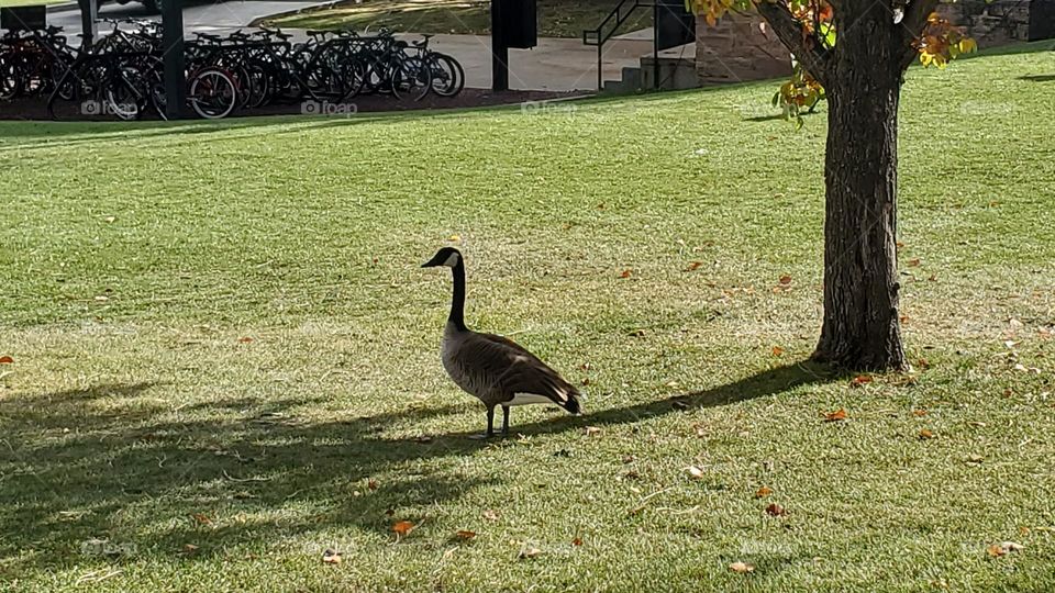 Goose standing in tree shade
