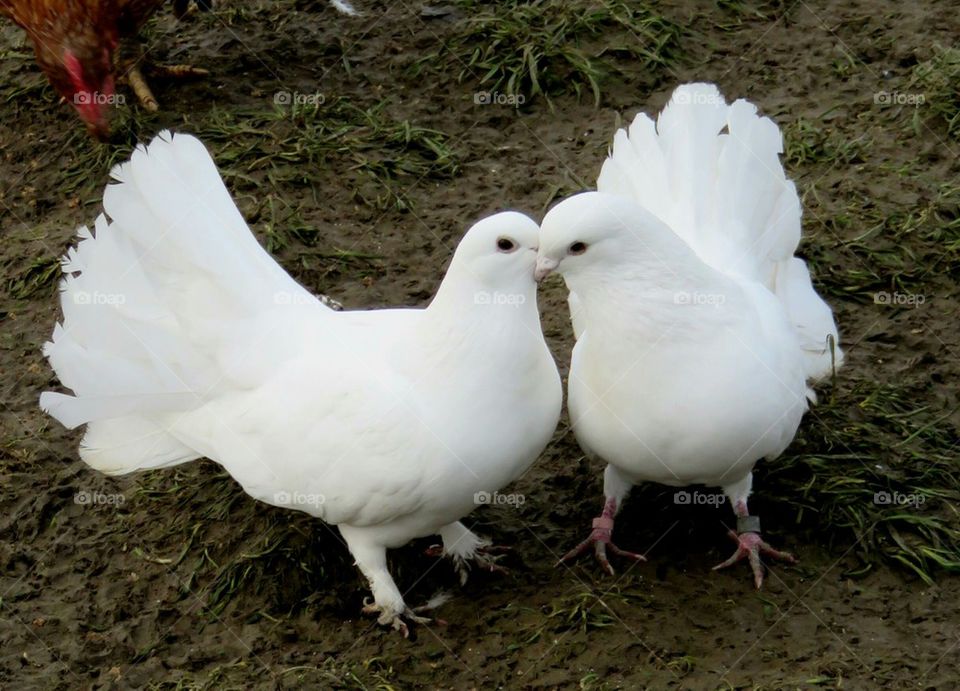 pigeon kiss