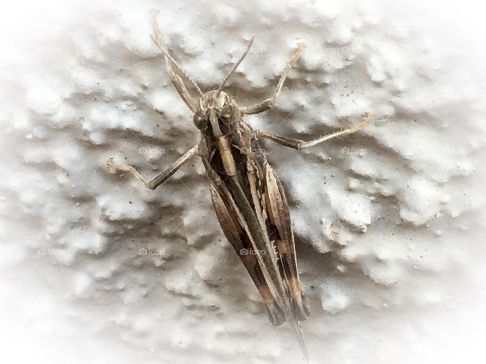 Grasshopper closeup perched on white stucco textured outdoor house wall 