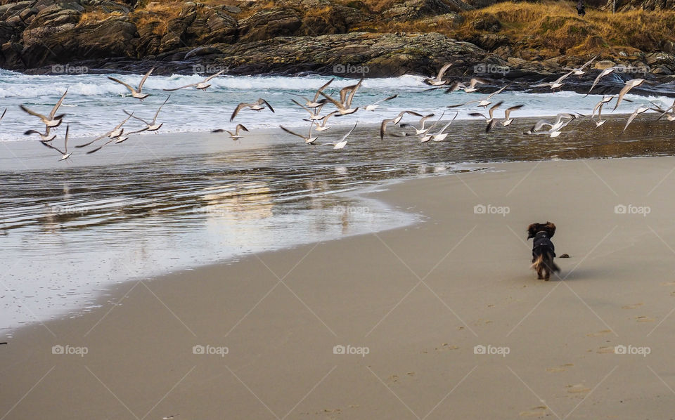 Dog chasing birds. 