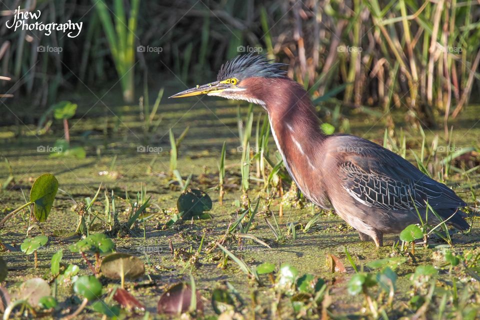 Green heron