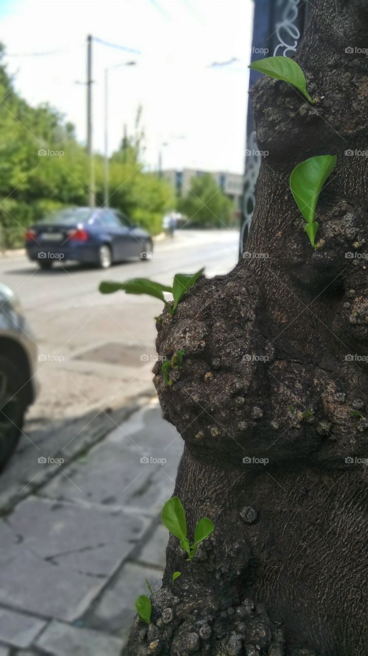Leaves sprouting from a tree in urban Athens