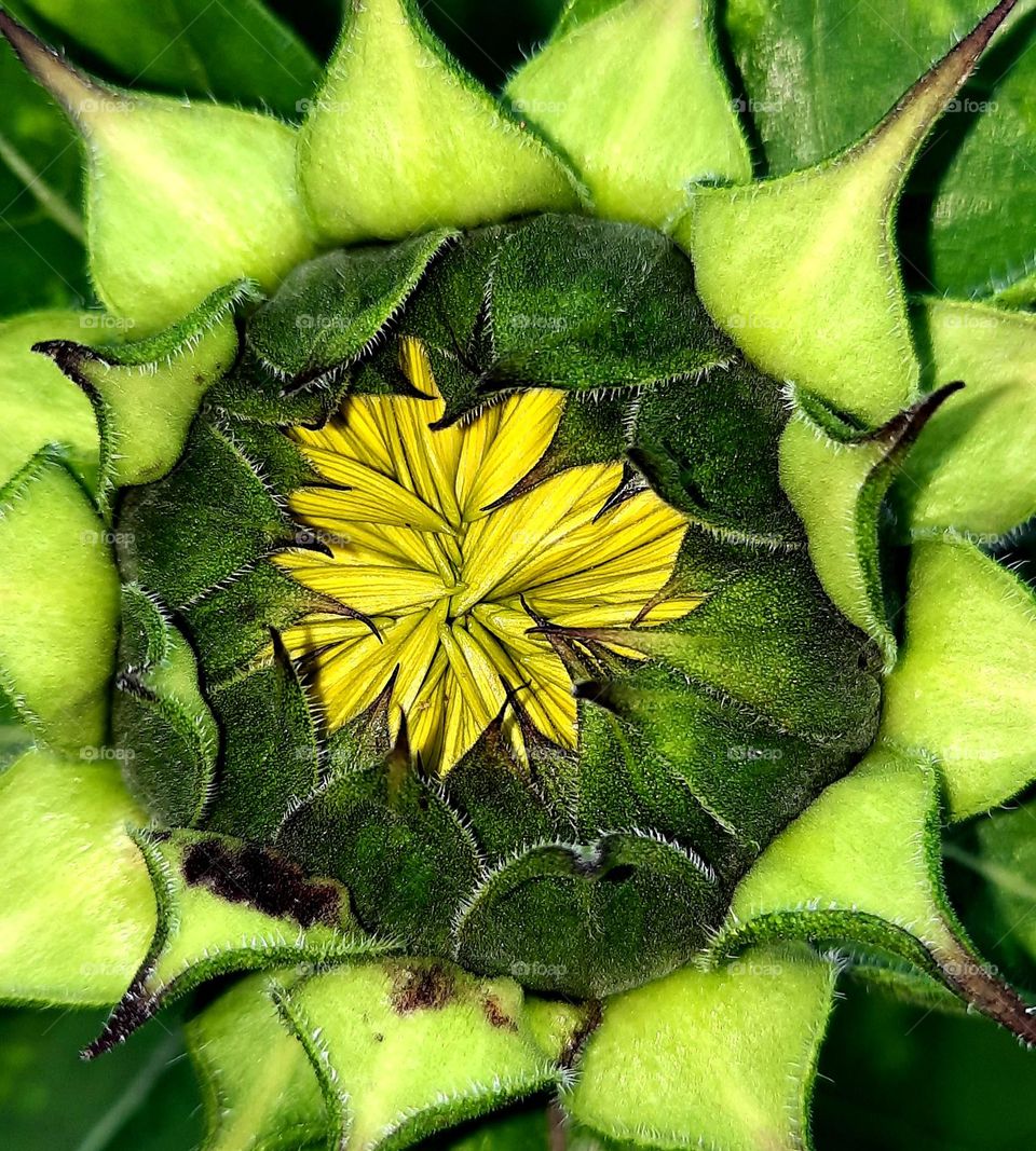 Brazil sunflower button