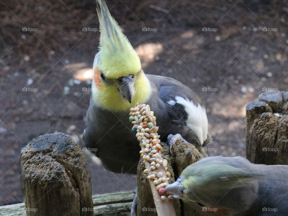 Parrot feeding