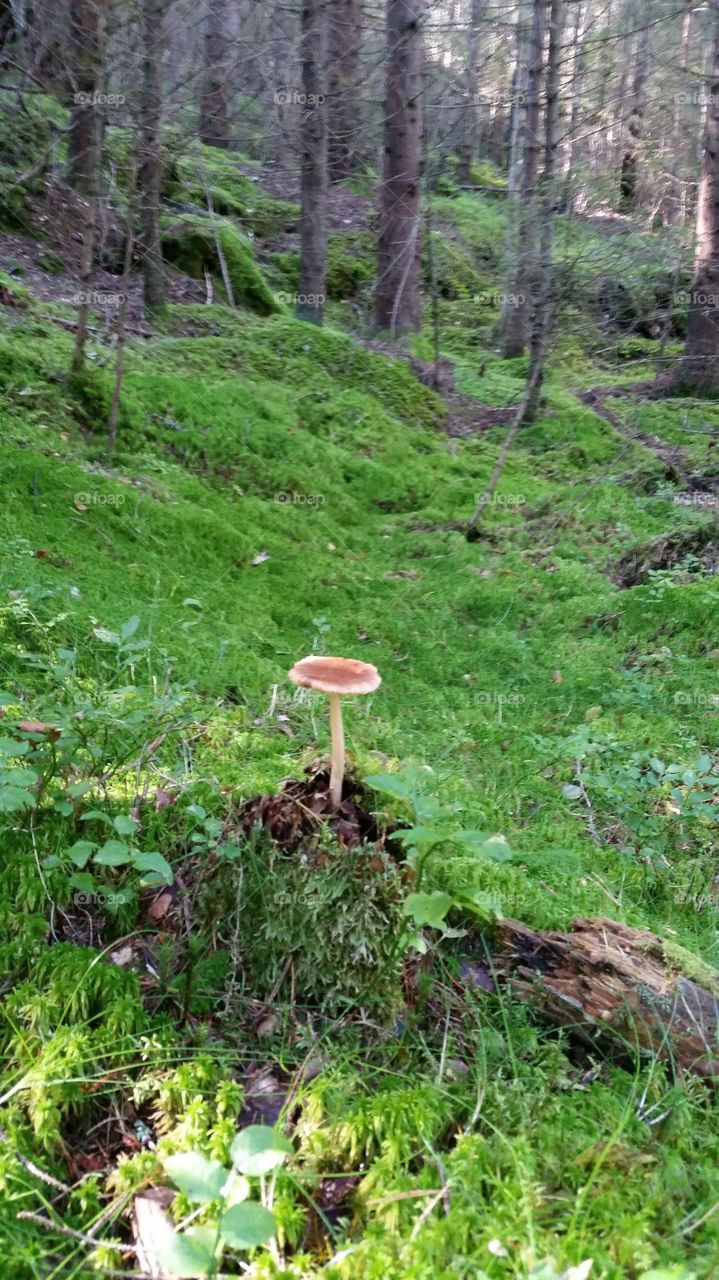 The lonely mushroom . A single mushroom stretching upwards