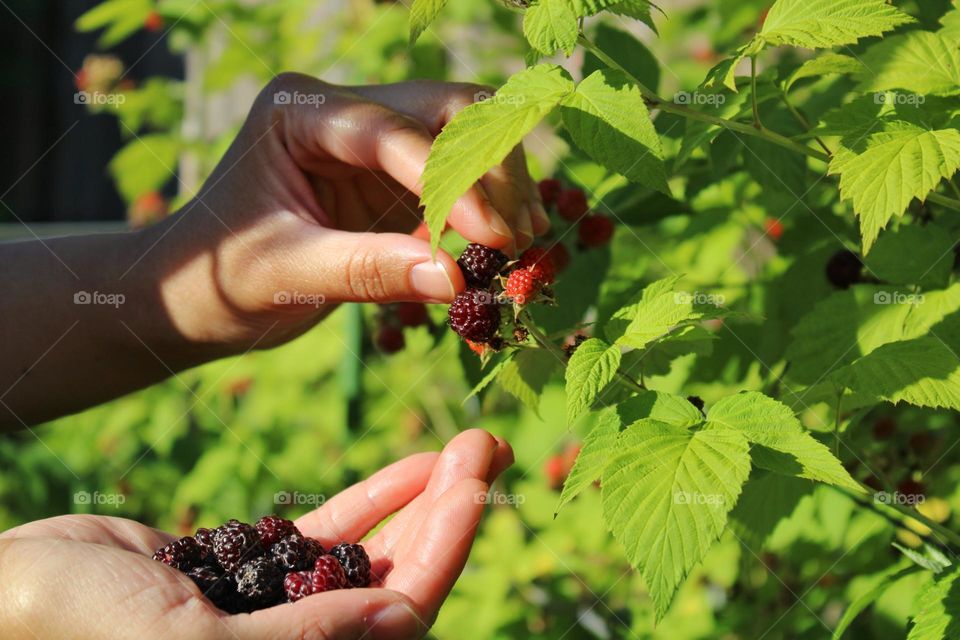 early summer is the season for berries