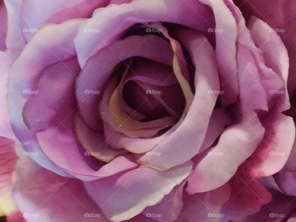 Rose Pflanze Blume Farbe