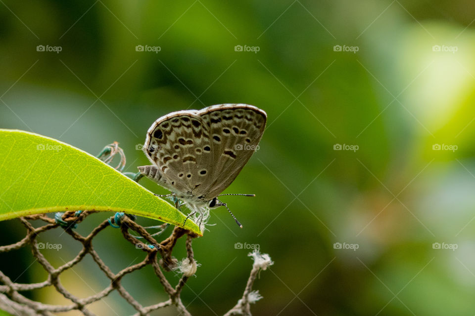 The common blue butterfly is a butterfly in the family Lycaenidae and subfamily Polyommatinae. The butterfly is found throughout the Palearctic. Butterflies in the Polyommatinae are collectively called blues, from the coloring of the wings.