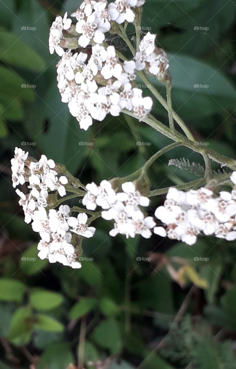 white yarrow in the garden