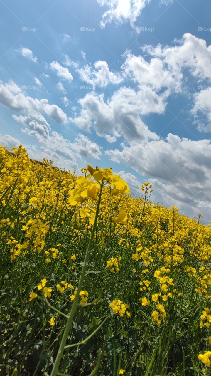 rapeseed field