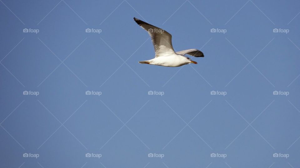 Gull flying. Gull flying
