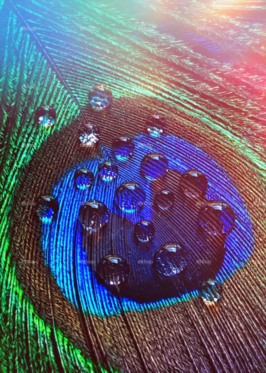 Peacock Feather