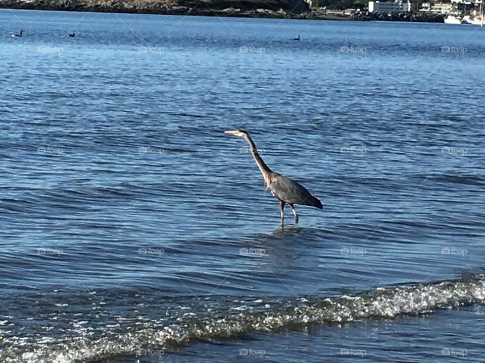 Heron wondering in ocean 