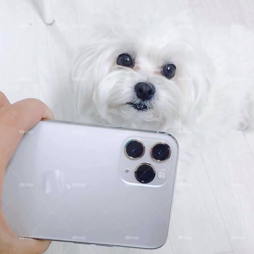 Apple iphone 11 vs dog face