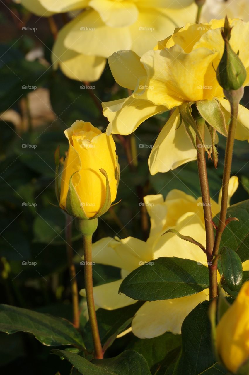 Yellow rose bud