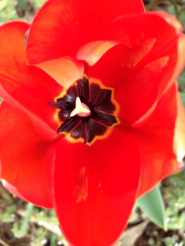 Inside tulip