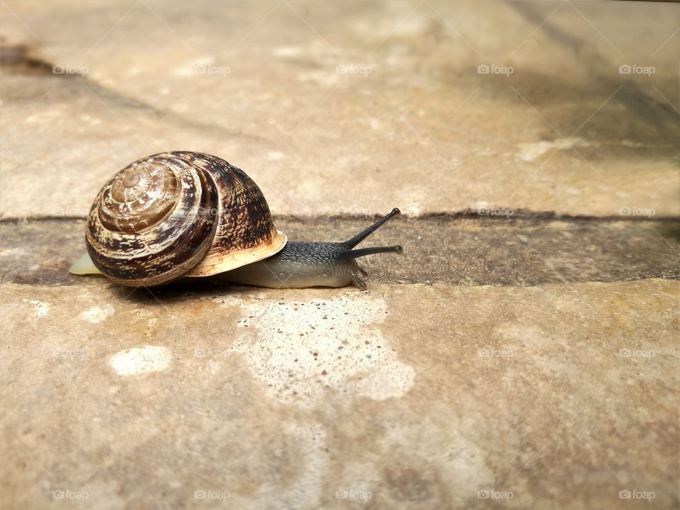 Snail crawling on the ground.