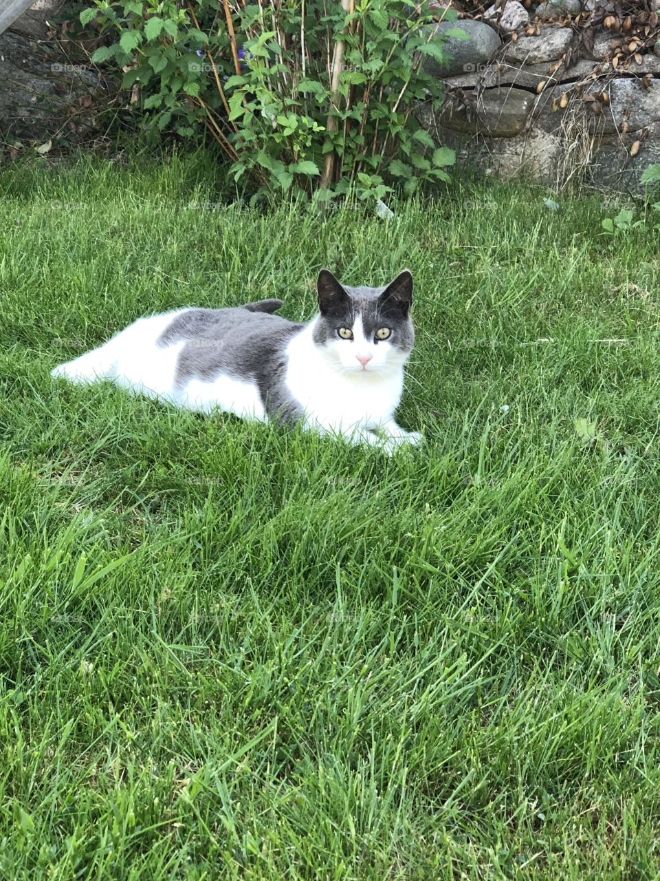 Grey and white cat 🐈