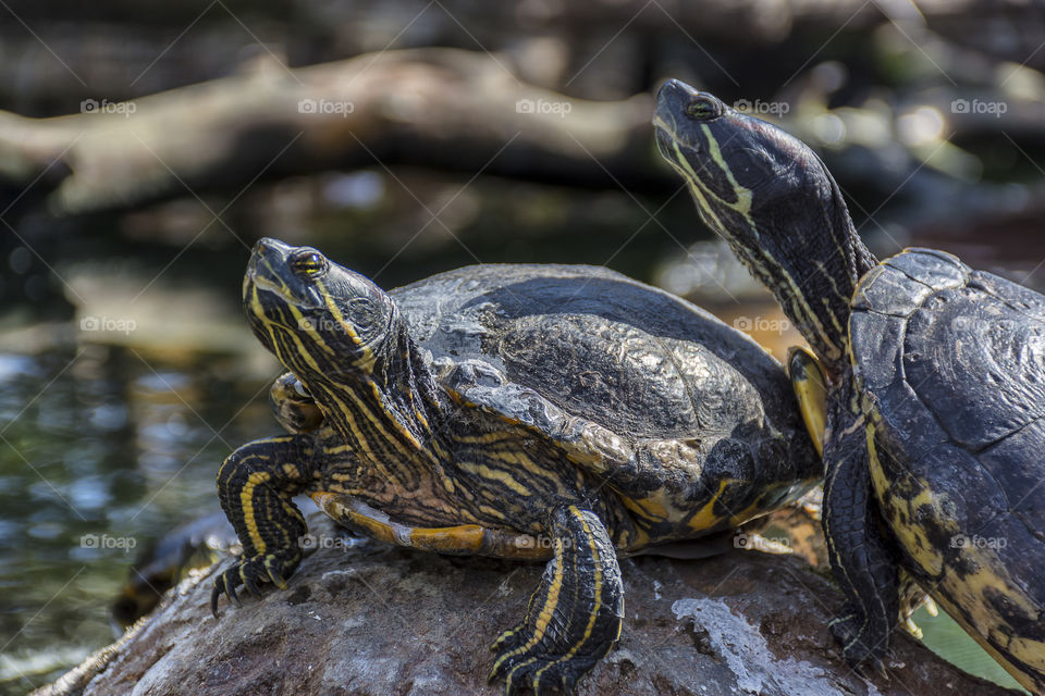 Two turtles lying in the sun