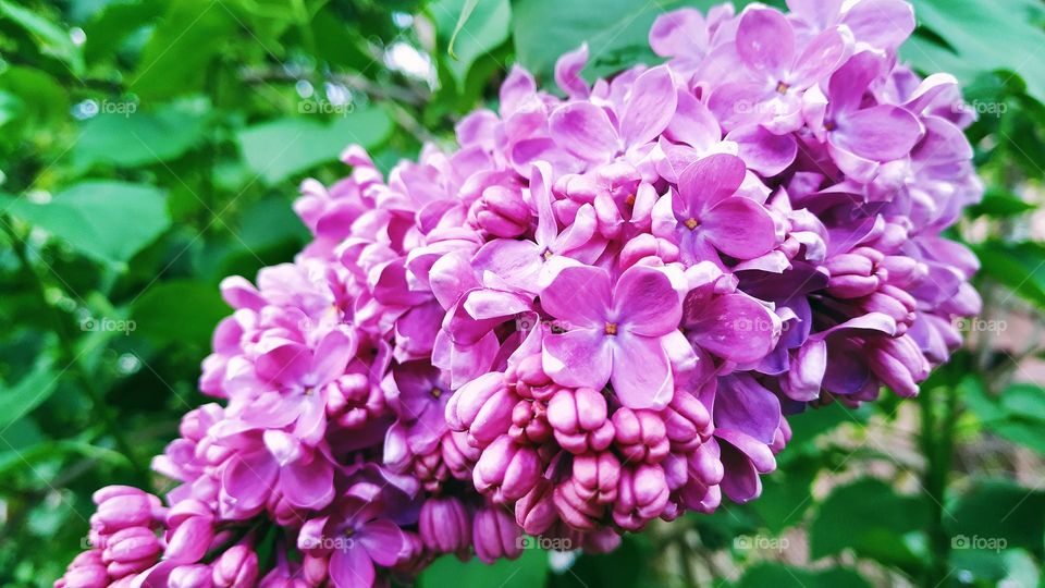 lilac bush flower