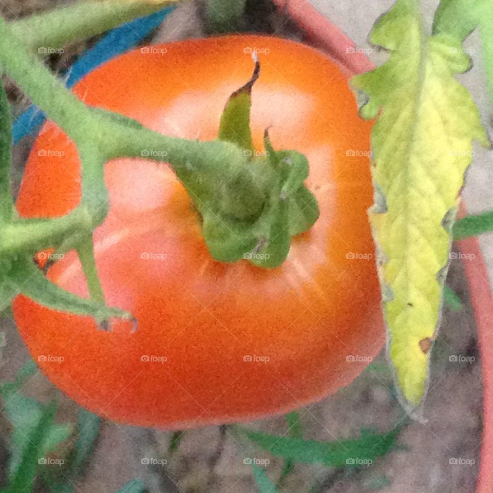 Tomato 