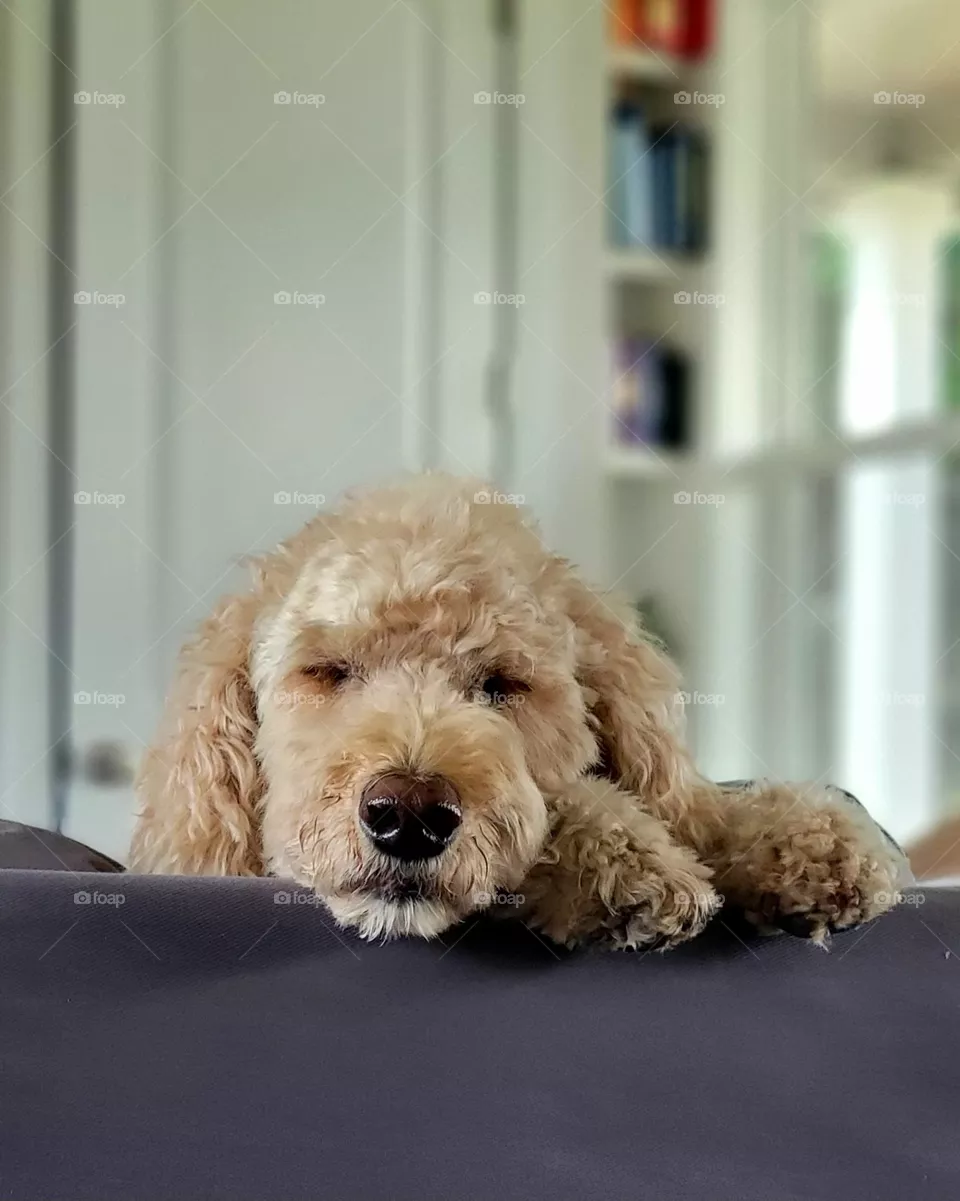 dog nap