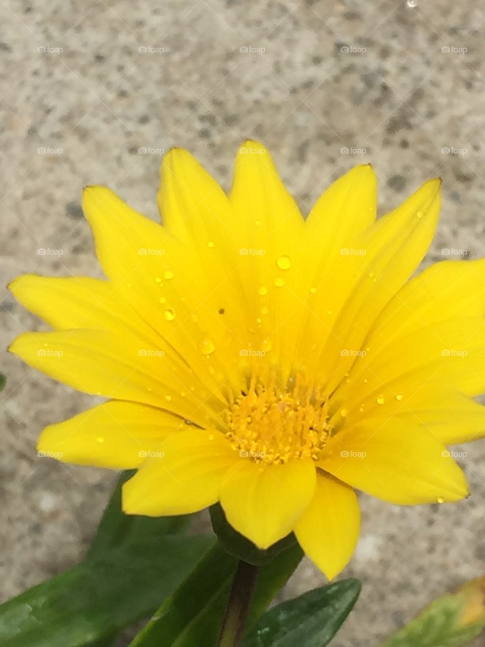 Daisy with water drops 