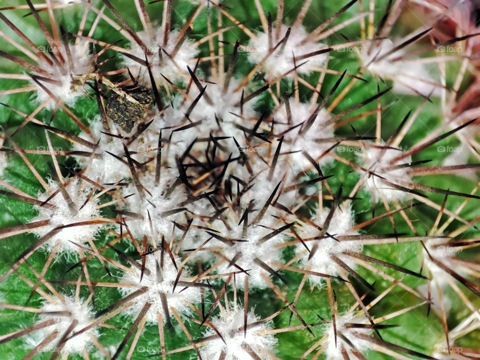 Macro photo of a green cactus growing in a pot