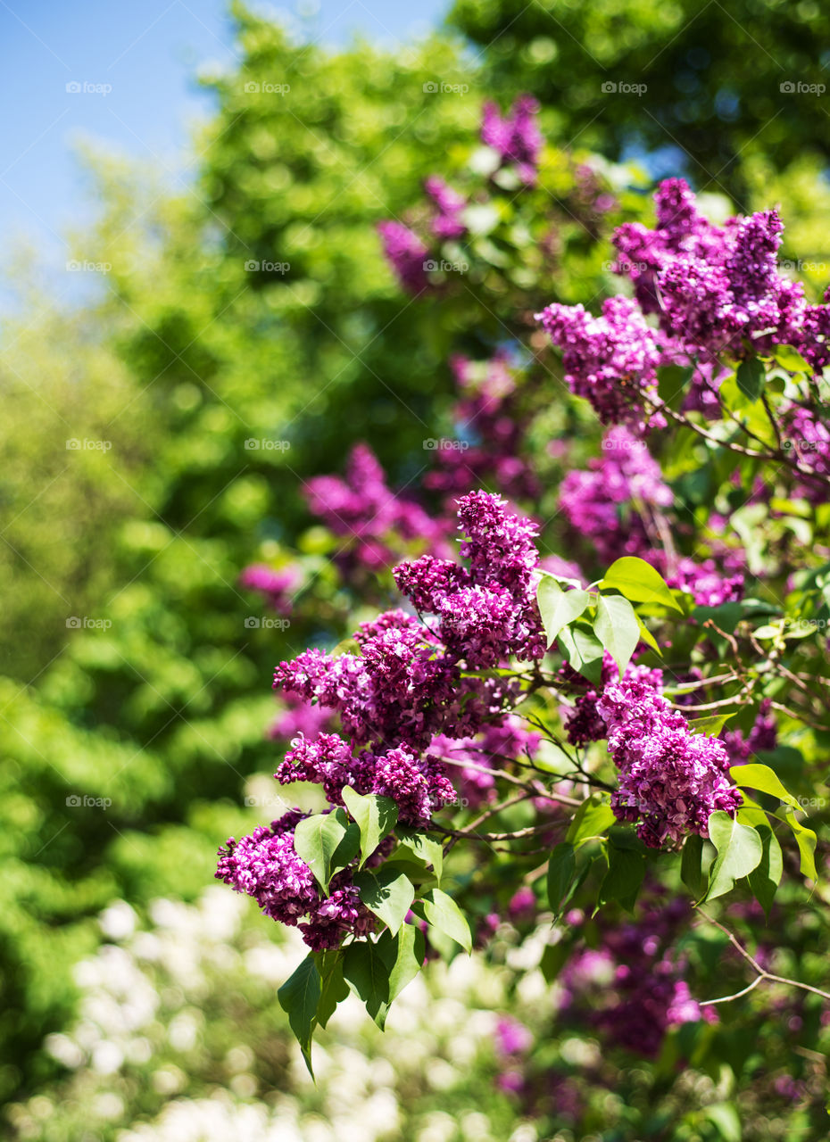 Lilac flowers 