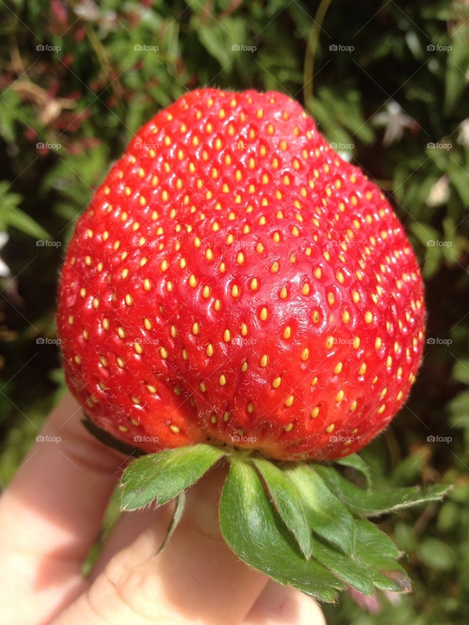 Huge Strawberry