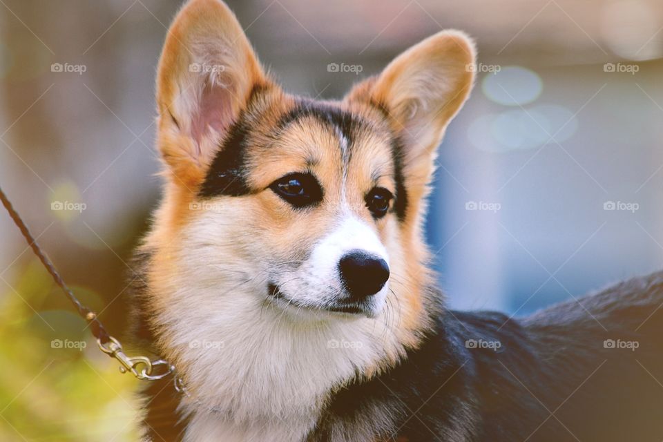 Welsh corgi pembroke