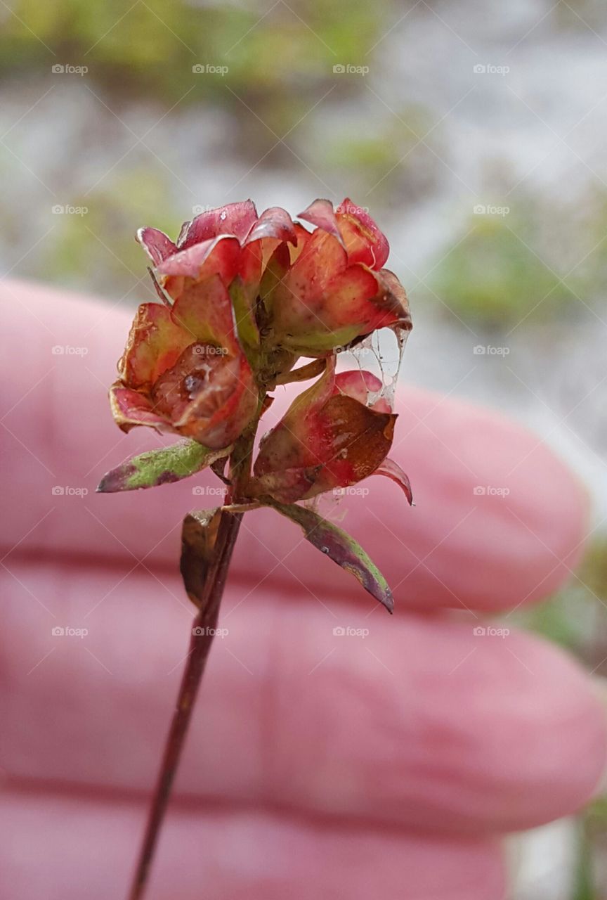 tiny flower