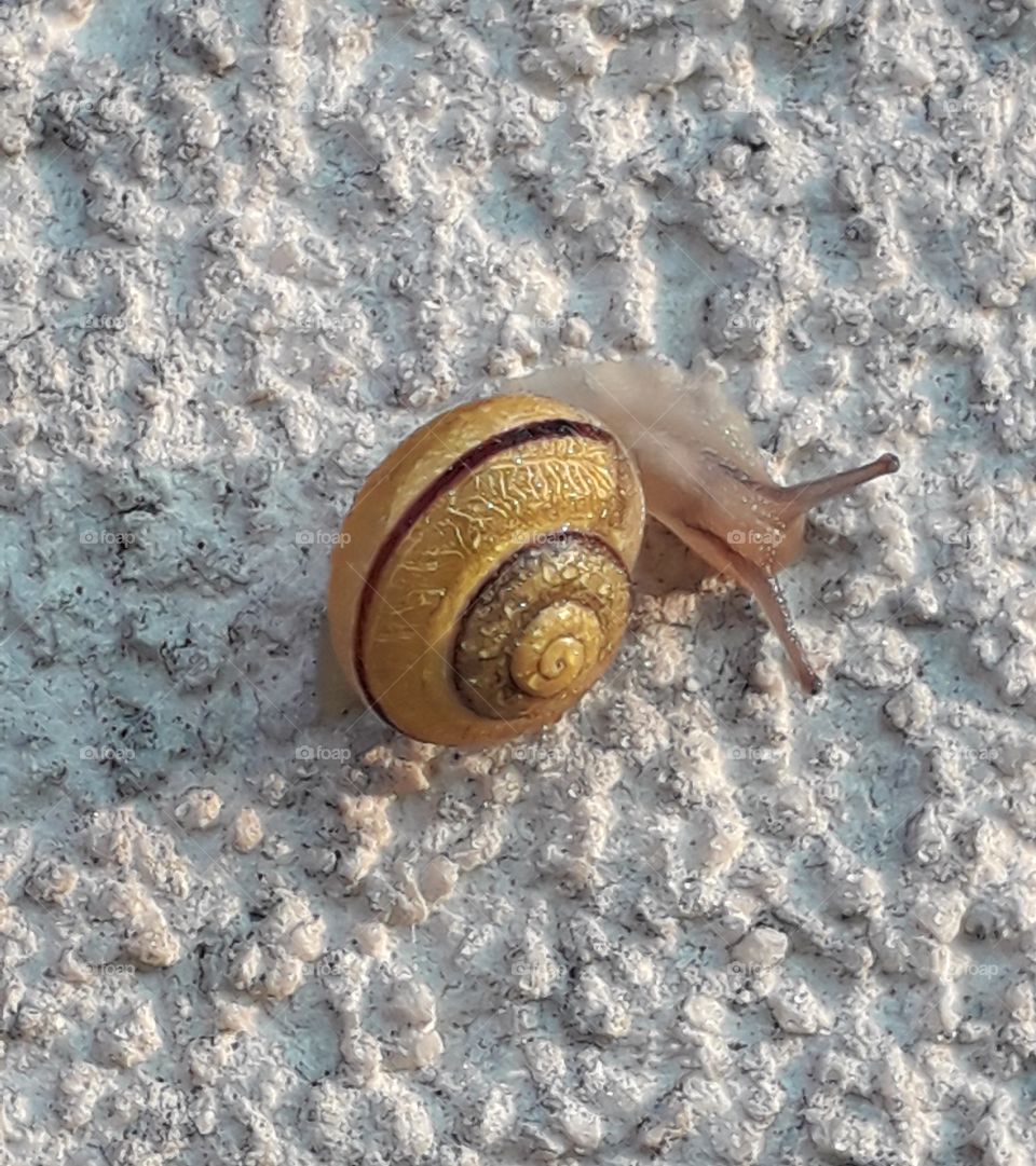 little yellow coloured shell snail at dawn