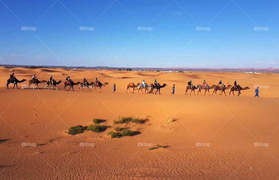 Camel caravane desert 