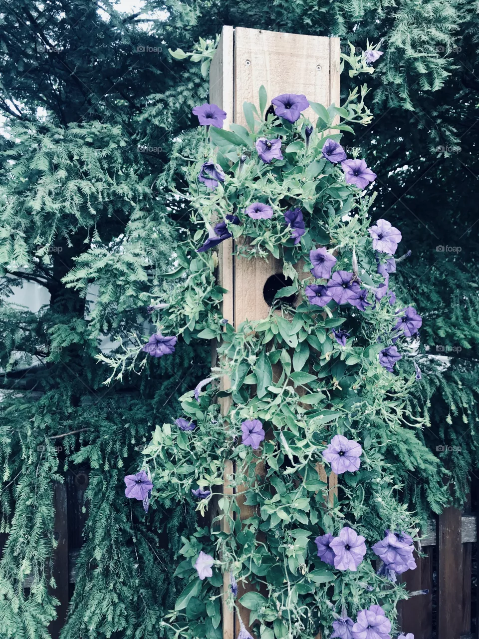 A hanging planter with purple flowers starting to fall out. 