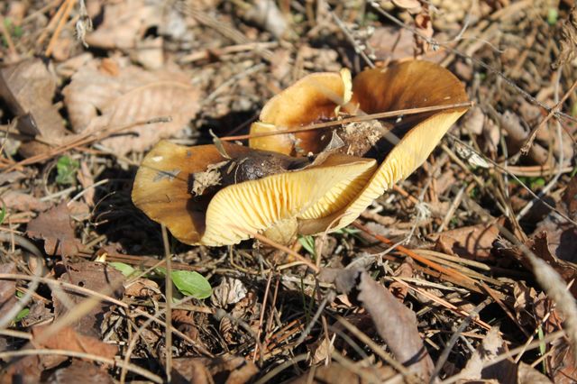Mushroom