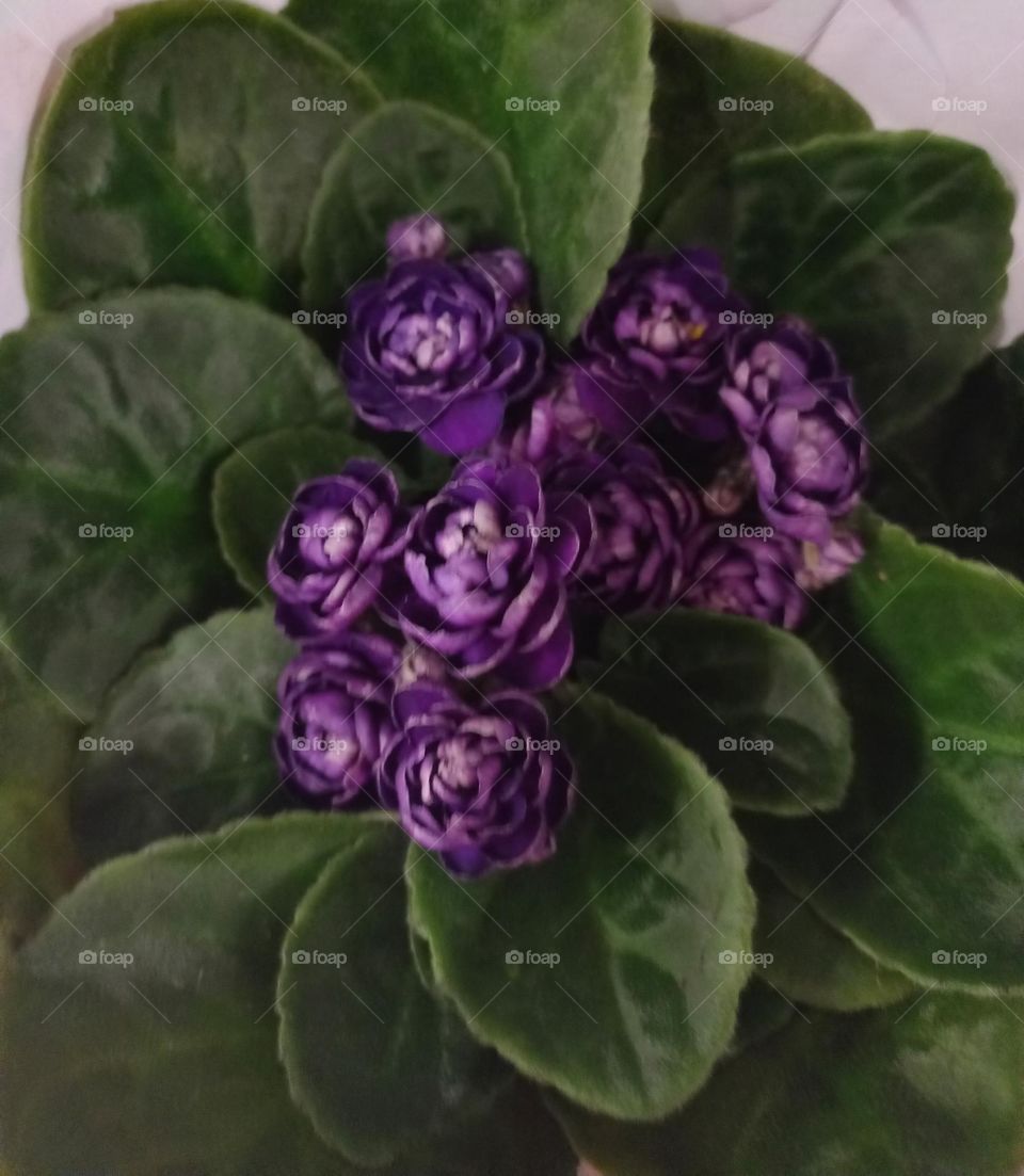 Flor Violeta . O Charme  da espécie  de cor roxa, que é atribuída  ao mistério  de magia e espiritualidade. A violeta é, por vezes considerada a cor da vaidade