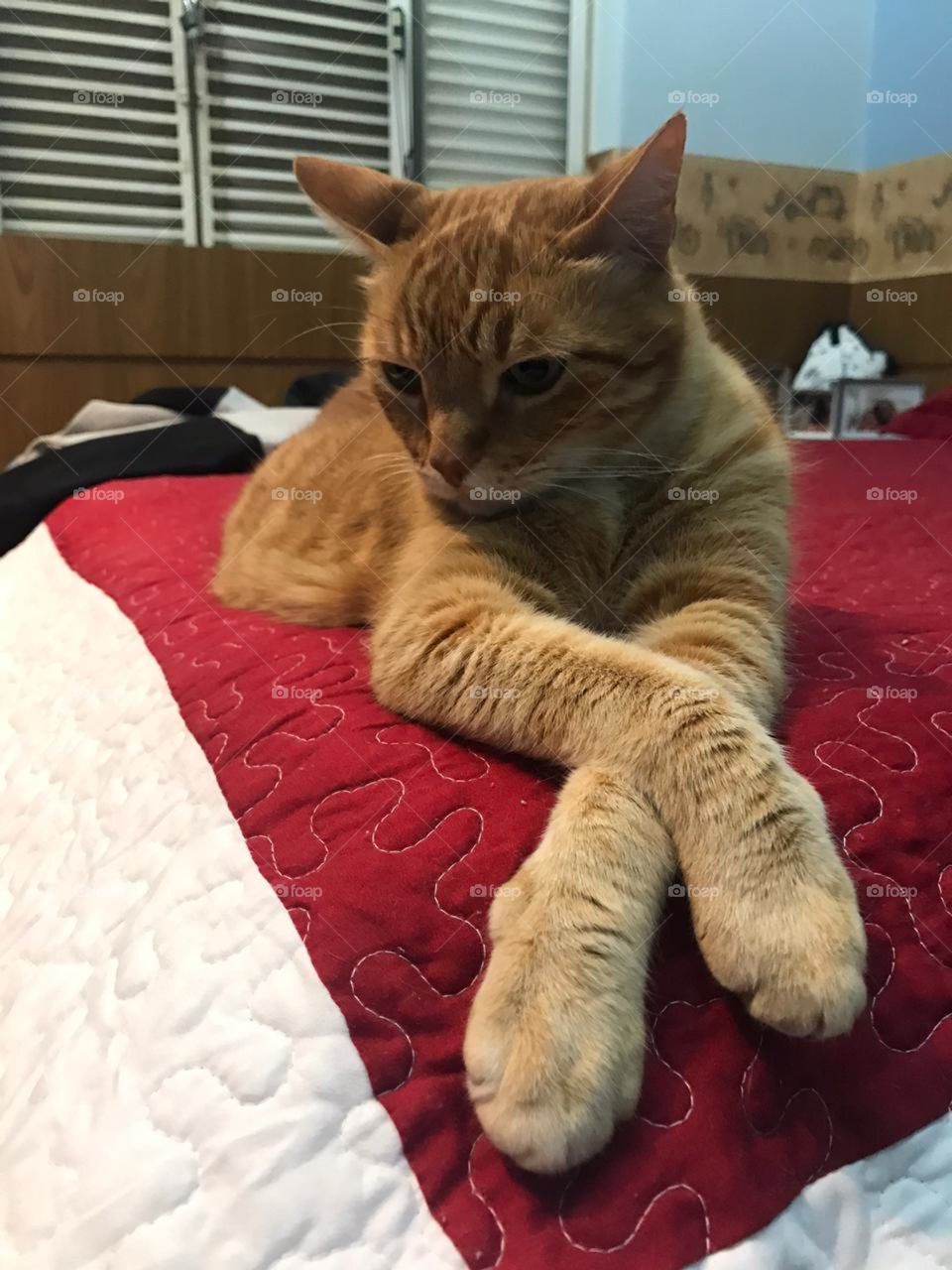 fat yellow cat in bed.