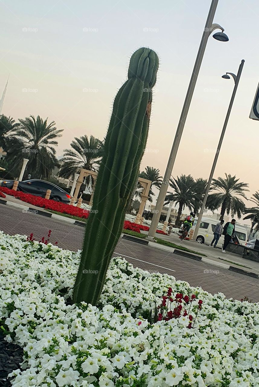 A very big cactus 🌵  in the middle of the flowers during the sunset 🌇