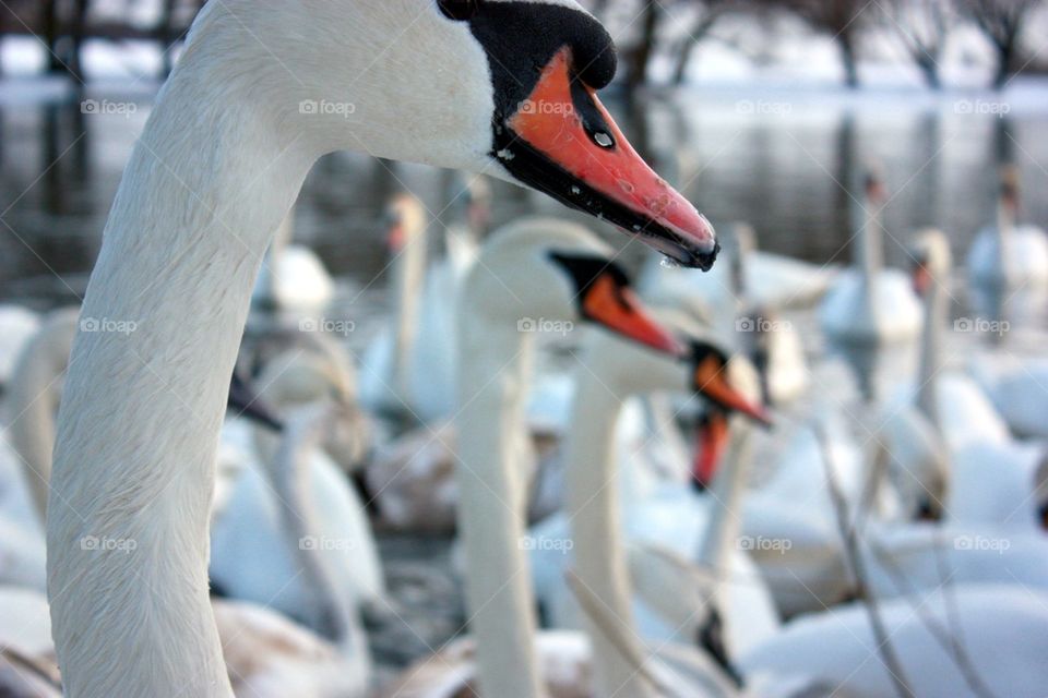 Three swans on the winter lake.