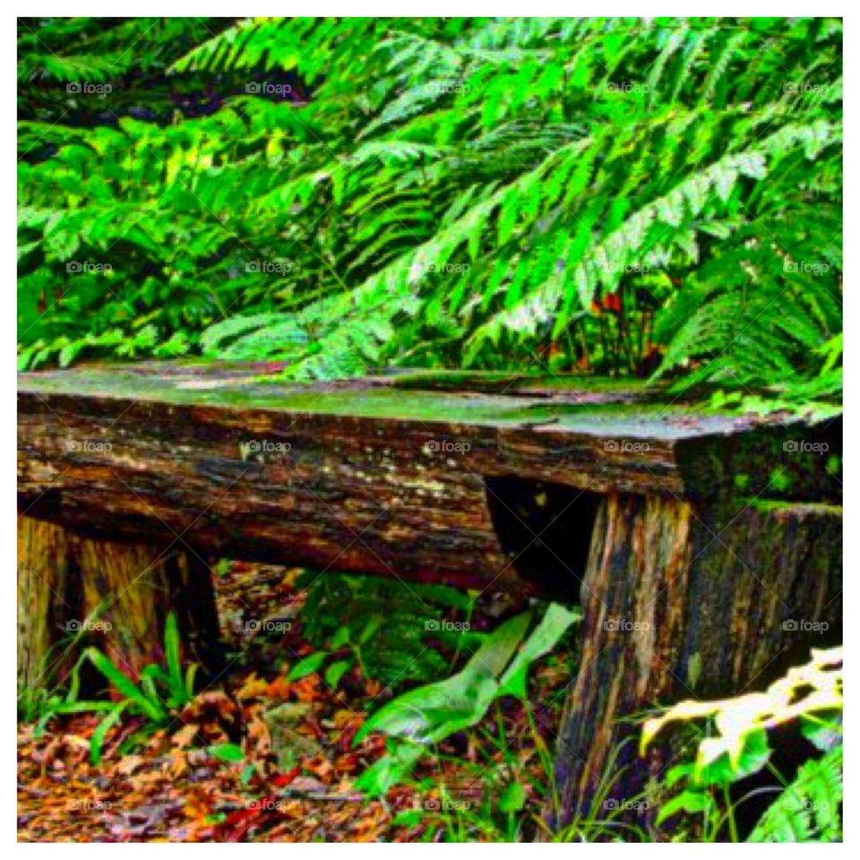 Log Bench Amidst the Fern