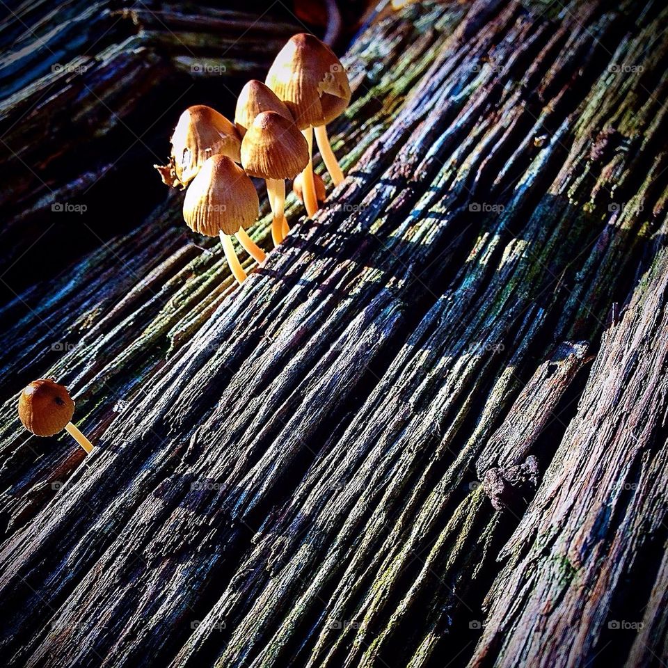 Cute Little Mushrooms