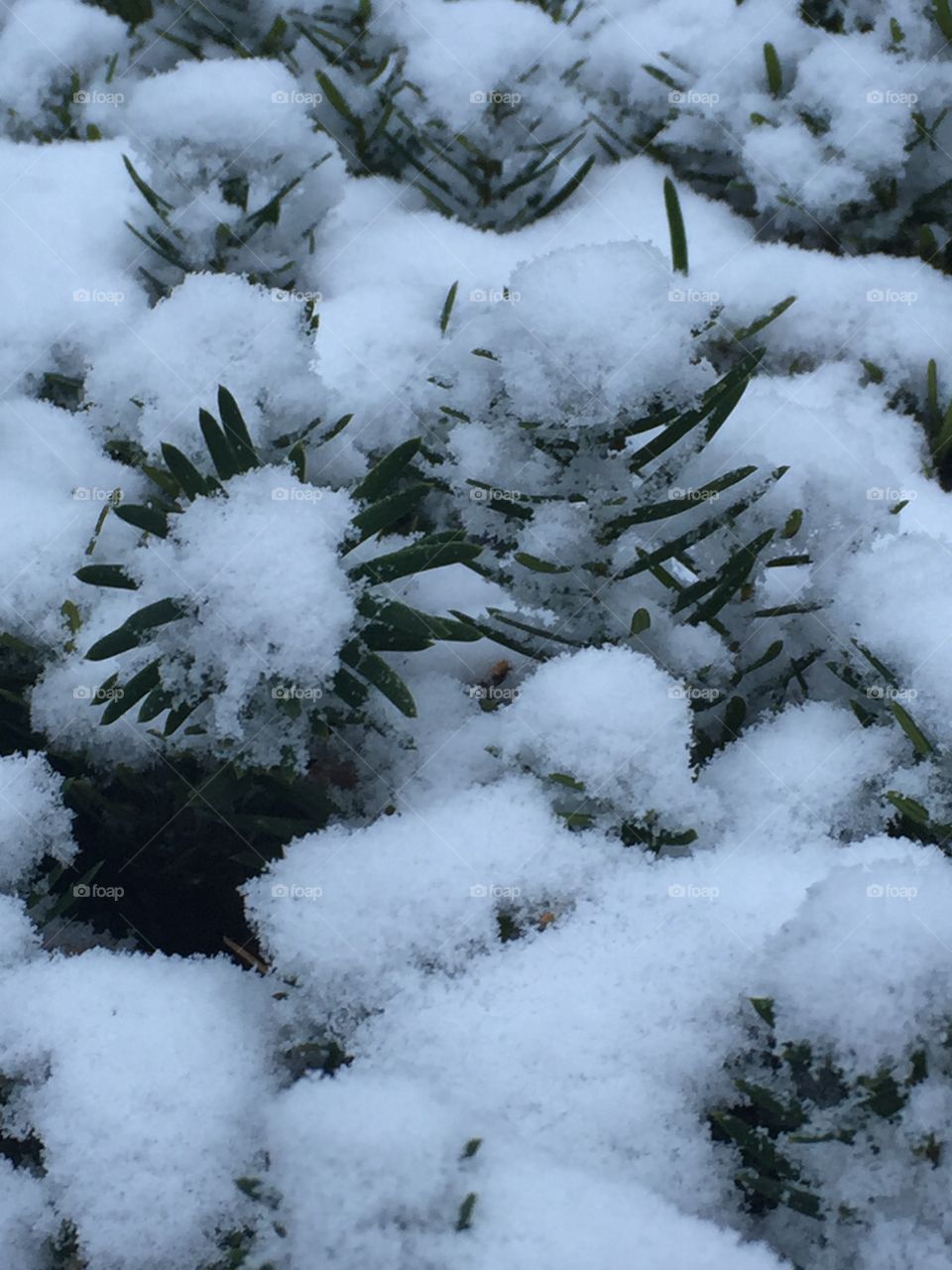 Snow on Evergreens 