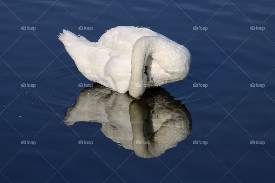 Swan 