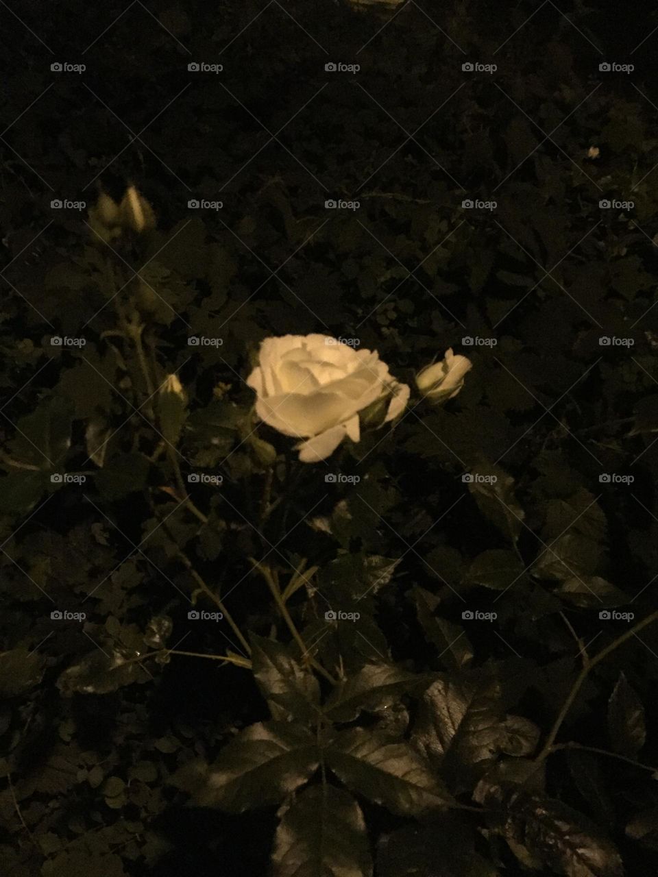 Weiße Rose Nacht 