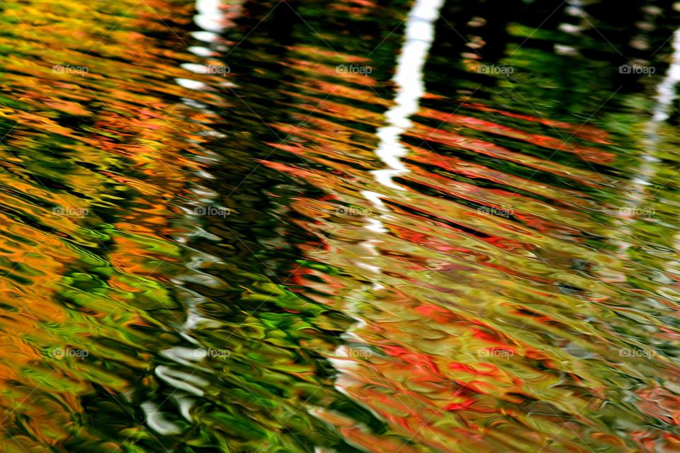 reflections of fall trees on lake shore