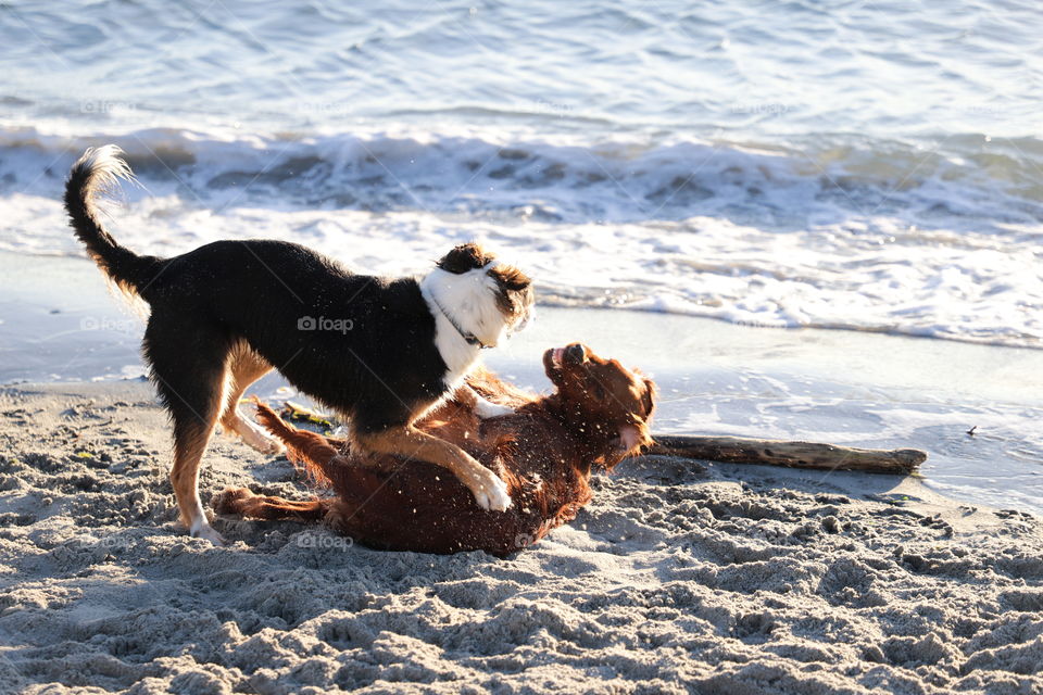 Dogs playing on a beach