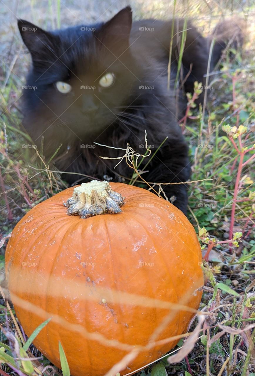 pumpkin and cat